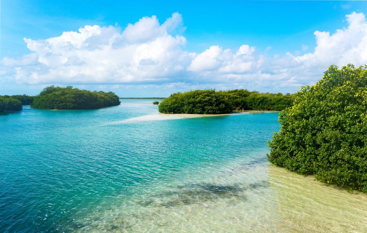 Visit Sian Ka’an And Its Mangroves